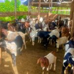 Goats-Farming-at-the-Rowan's - Down syndrome Awareness Centre Hoima